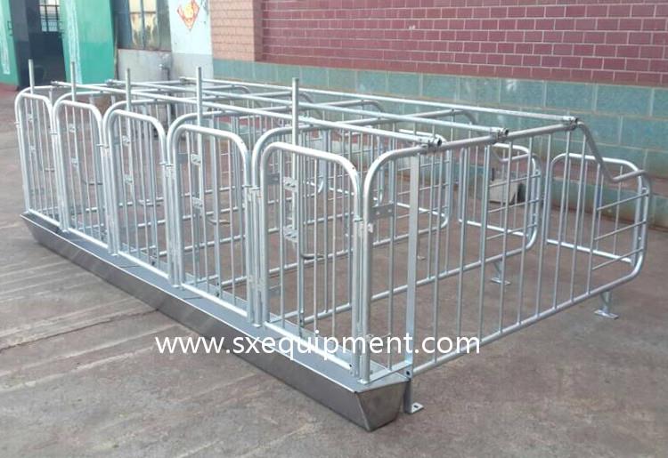 pig gestation stall 5.jpg